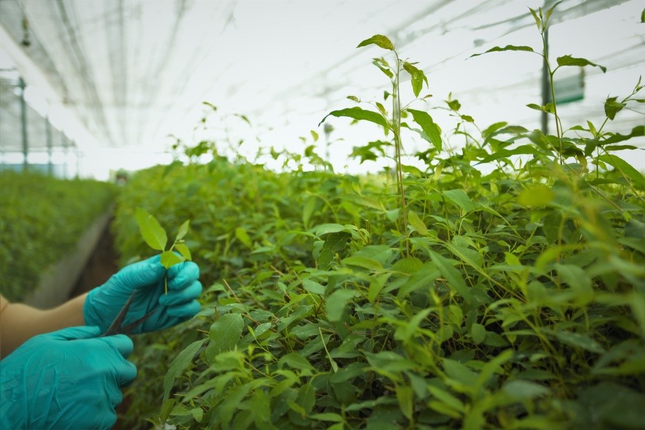 Green Jobs: Inovasi Bisnis yang Menguntungkan Serta Ramah Lingkungan